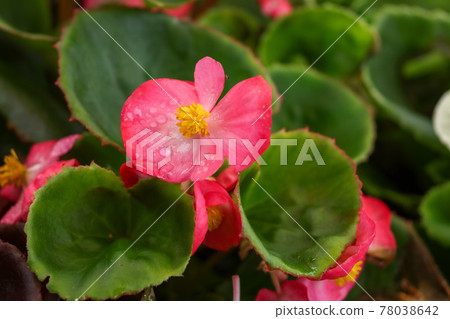 Begonia 78038642