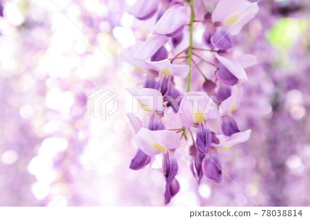 美麗的紫藤花 美麗的紫藤花 78038814