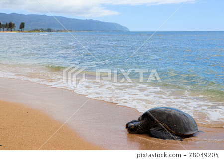 海龜登陸 78039205