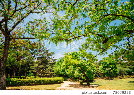 Green forest at Royal Tomb of King Suro in Gimhae, Korea Green forest at Royal Tomb of King Suro in Gimhae, Korea 78039258