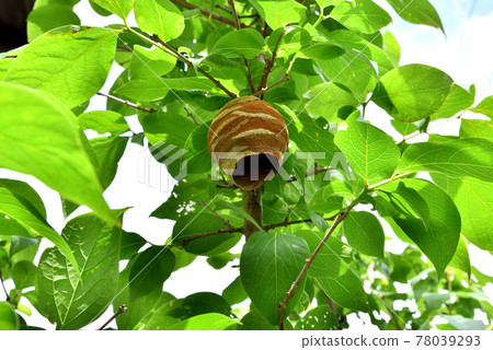 Hornet's nest The hornet's nest that has begun to be made Natural scenery in early summer 78039293