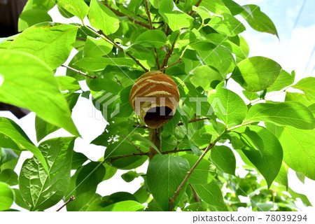 Hornet's nest The hornet's nest that has begun to be made Natural scenery in early summer 78039294