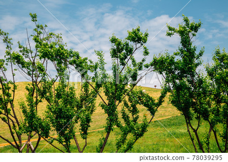 Daeseong-dong Ancient Tombs in Gimhae, Korea 78039295