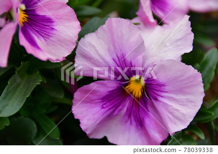 Light purple pansies (Saitama Prefecture / March) Light purple pansies (Saitama Prefecture / March) 78039338