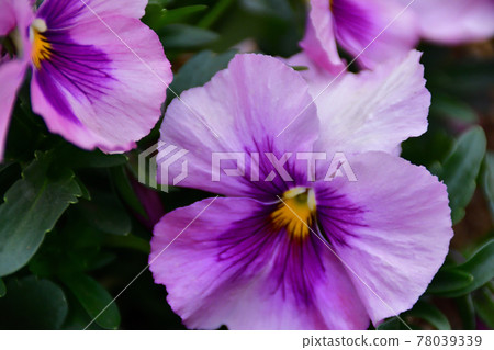 Light purple pansies (Saitama Prefecture / March) Light purple pansies (Saitama Prefecture / March) 78039339