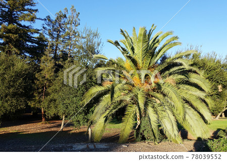 斯坦福大學校園內的熱帶樹 78039552