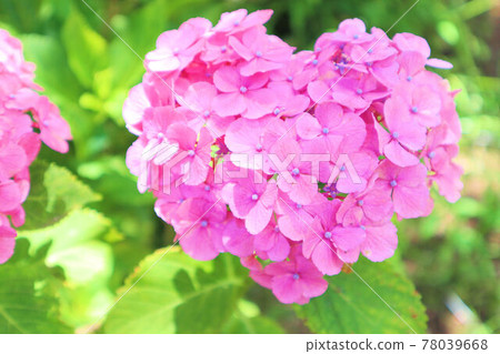 Heart-shaped pink hydrangea Heart-shaped pink hydrangea 78039668