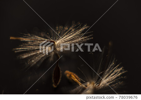 Brightly lit Pelargonium seeds, with fluffy hairs and a spiral body, are reflected in black perspex. Geranium seeds that look like ballerina ballet dancers. Motes of dust shine in the background like 78039676