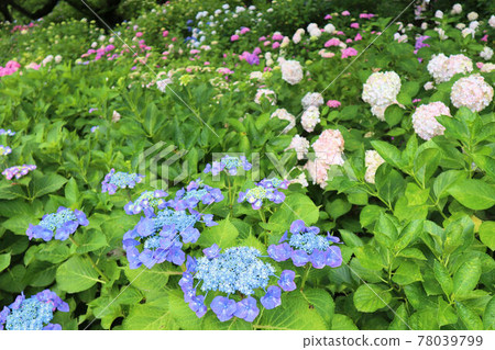 戶外有很多繡球花 戶外有很多繡球花 78039799