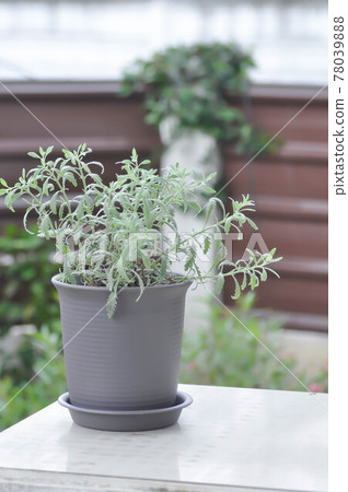 lavender , Lavandula or Lavandula angustifolia lavender , Lavandula or Lavandula angustifolia 78039888