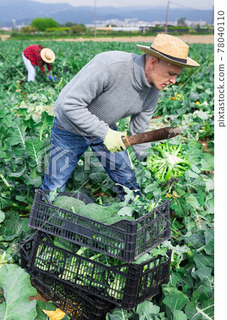 Farmer with knife picking fresh organic broccoli in crates 78040110