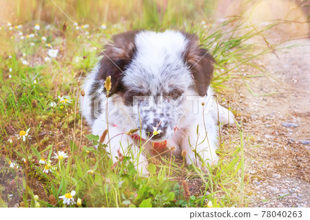 Puppy sniffing the flower, close-up portrait Puppy sniffing the flower, close-up portrait 78040263