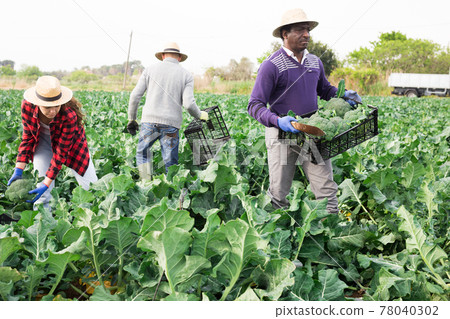 Afro american farmer picking organic broccoli in crates 78040302