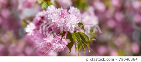 banner, pink cherry blossom, sakura flowers banner, pink cherry blossom, sakura flowers 78040364