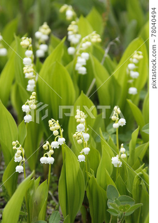 鈴蘭鈴蘭鈴蘭鈴蘭初夏在北海道開花 78040494