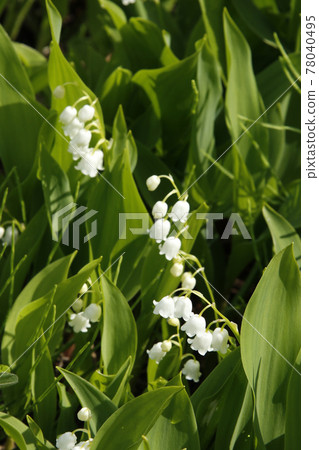鈴蘭鈴蘭鈴蘭鈴蘭初夏在北海道開花 鈴蘭鈴蘭鈴蘭鈴蘭初夏在北海道開花 78040495