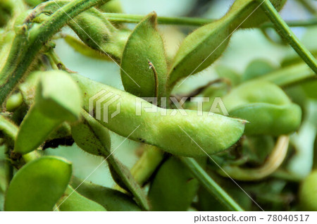Tamba black soybean edamame harvest Tamba black Tamba black soybean edamame harvest Tamba black 78040517