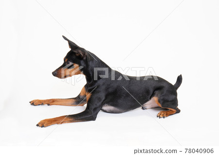 Young Miniature Pinscher Young Miniature Pinscher 78040906