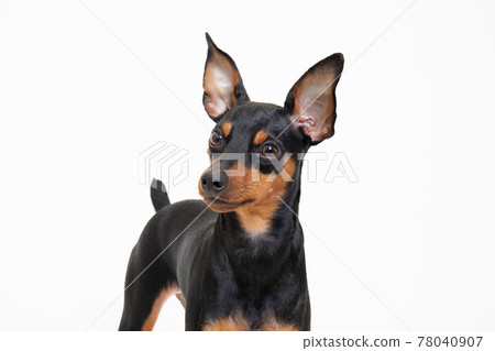 Young Miniature Pinscher Young Miniature Pinscher 78040907