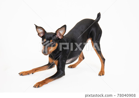 Young Miniature Pinscher Young Miniature Pinscher 78040908