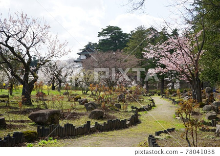 Spring in Hirosaki Park Hirosaki Castle Botanical Garden Spring in Hirosaki Park Hirosaki Castle Botanical Garden 78041038