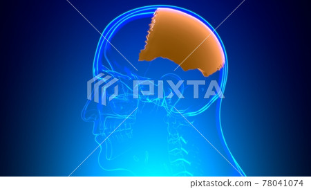 Human Skeleton Skull Parietal Bone Anatomy For Medical Concept Human Skeleton Skull Parietal Bone Anatomy For Medical Concept 78041074