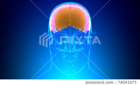 Human Skeleton Skull Parietal Bone Anatomy For Medical Concept Human Skeleton Skull Parietal Bone Anatomy For Medical Concept 78041075