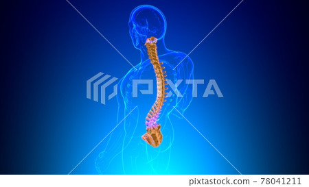Human Skeleton Vertebral Column Vertebrae Anatomy 78041211