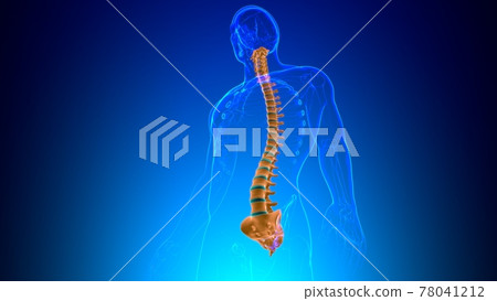 Human Skeleton Vertebral Column Vertebrae Anatomy 78041212
