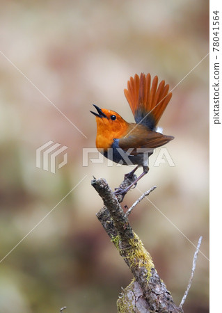 Robin courtship pose Robin courtship pose 78041564