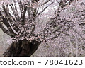 Tenno Sakura (Katashina Village, Gunma Prefecture) 78041623