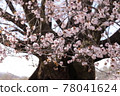 Tenno Sakura (Katashina Village, Gunma Prefecture) 78041624