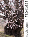 Tenno Sakura (Katashina Village, Gunma Prefecture) 78041625
