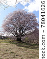 Tenno Sakura (Katashina Village, Gunma Prefecture) 78041626