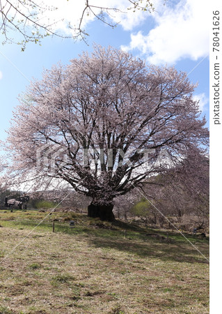 天王櫻（群馬縣片新村） 78041626