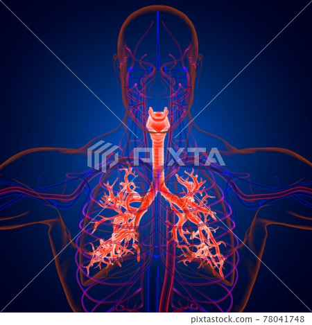 Lungs Human Respiratory System Anatomy For Medical Concept 3D Rendering Lungs Human Respiratory System Anatomy For Medical Concept 3D Rendering 78041748