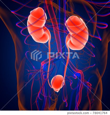 Human Urinary System Kidneys with Bladder Anatomy For Medical Concept 3D Rendering 78041764