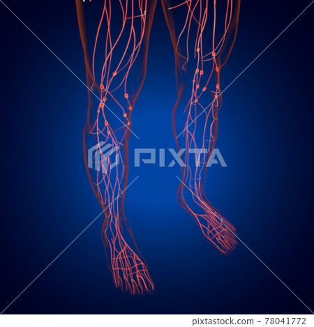 Human Lymph Nodes Anatomy For Medical Concept 3D Rendering Human Lymph Nodes Anatomy For Medical Concept 3D Rendering 78041772