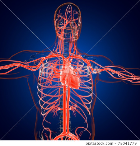 Human Heart With Circulatory System Anatomy For Medical Concept 3D Rendering Human Heart With Circulatory System Anatomy For Medical Concept 3D Rendering 78041779