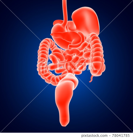 Human Digestive System Anatomy For Medical Concept 3D Human Digestive System Anatomy For Medical Concept 3D 78041785