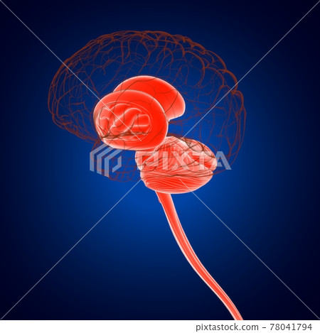 Human Brain inner parts Anatomy For Medical Concept 3D Rendering Human Brain inner parts Anatomy For Medical Concept 3D Rendering 78041794