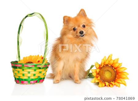 Pomeranian Spitz sits near a large sunflower 78041869