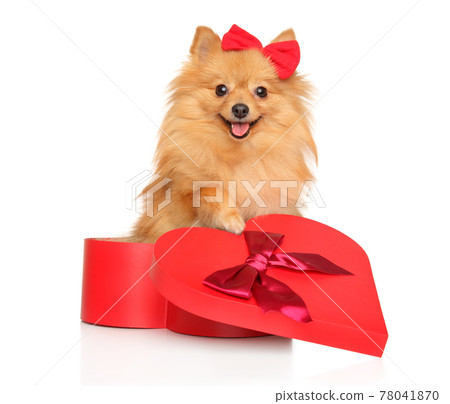 Happy dog with a red bow Happy dog with a red bow 78041870