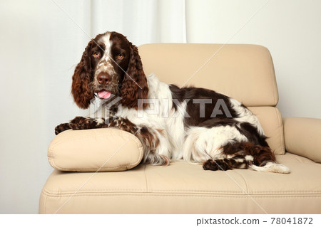 Springer spaniel dog Springer spaniel dog 78041872