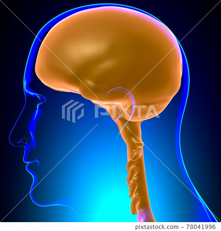 Dura mater Anatomy For Medical Concept 3D Dura mater Anatomy For Medical Concept 3D 78041996