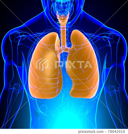 Lungs Human Respiratory System Anatomy For Medical Concept 3D Lungs Human Respiratory System Anatomy For Medical Concept 3D 78042018