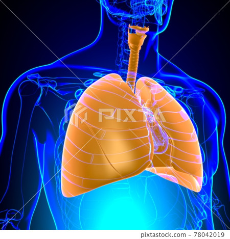 Lungs Human Respiratory System Anatomy For Medical Concept 3D Lungs Human Respiratory System Anatomy For Medical Concept 3D 78042019