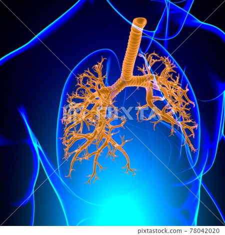Lungs Human Respiratory System Anatomy For Medical Concept 3D Lungs Human Respiratory System Anatomy For Medical Concept 3D 78042020
