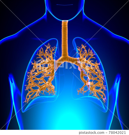 Lungs Human Respiratory System Anatomy For Medical Concept 3D Lungs Human Respiratory System Anatomy For Medical Concept 3D 78042021