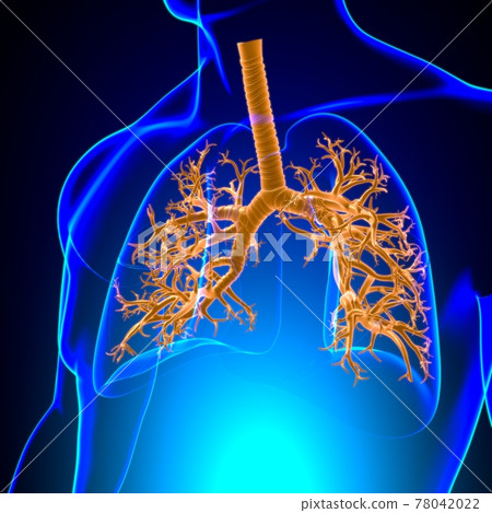 Lungs Human Respiratory System Anatomy For Medical Concept 3D 78042022